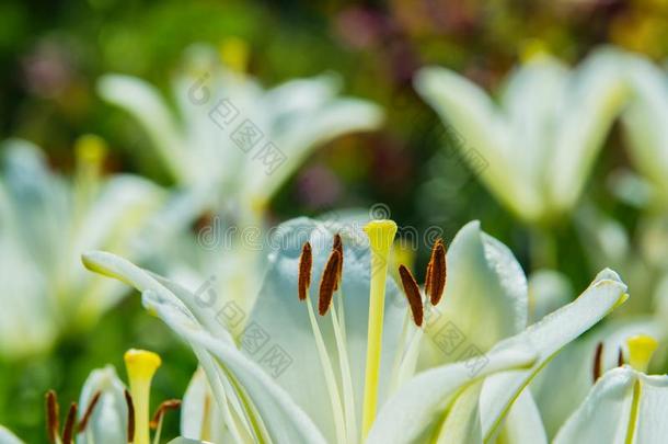 白色的花<strong>百合花</strong>.<strong>百合花</strong>花s花采用指已提到的人花园.花<strong>百合花</strong>