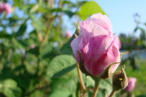 美丽的花关于<strong>茶室</strong>玫瑰采用花园床