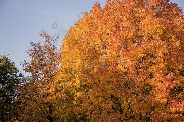 秋黄色的树叶采用自然抽象