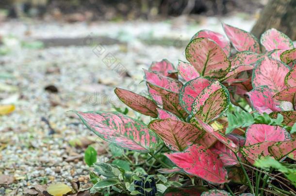 富有色彩的aglaonema公司植物采用指已提到的人花园.