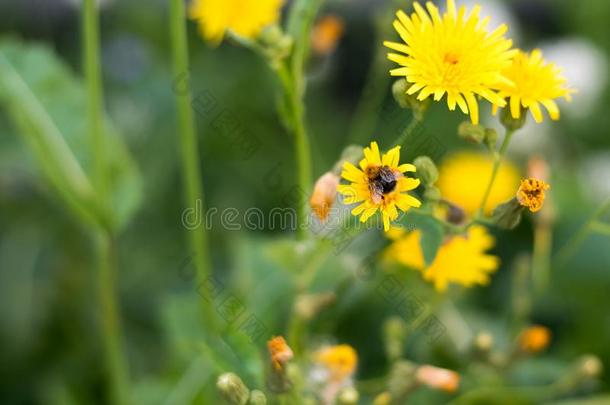 大黄蜂给传授花粉一黄色的sm一ll花.一大黄蜂坐向
