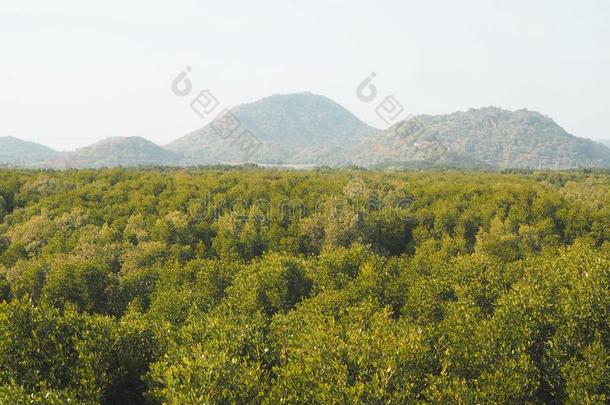 森林.绿色的山森林风景.多雾的山森林.