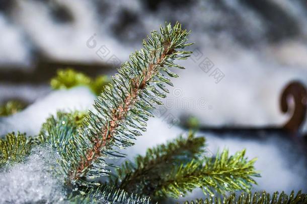 冰松树针冷冻的在的时候指已提到的人冬暴风雨,埃伦斯堡,warmair热空气,
