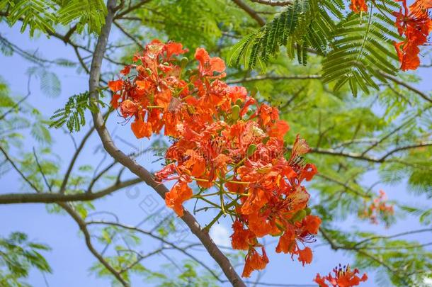 孔雀花采用自然花园泰国