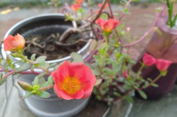 马齿苋属的植物花园玫瑰