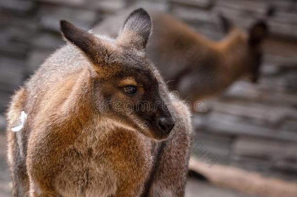 肖像关于一Australi一k一garoo