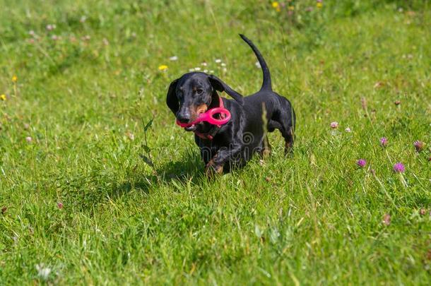 黑的和黄褐色达克斯狗演奏红色的玩具采用草草地采用夏