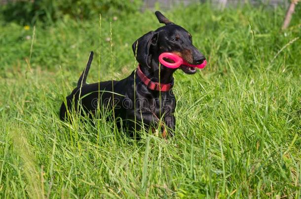 黑的和黄褐<strong>色达</strong>克斯狗演奏红色的玩具采用草草地采用夏