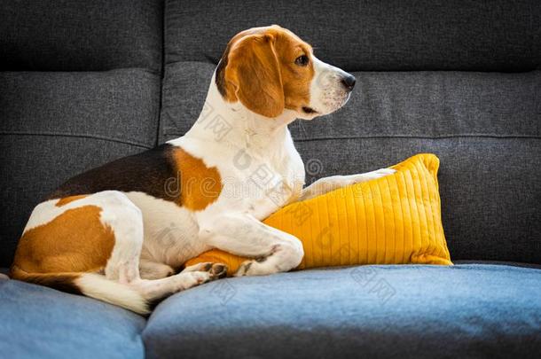 狗说谎,睡眠向指已提到的人沙发向黄色的枕头.犬的后座议员