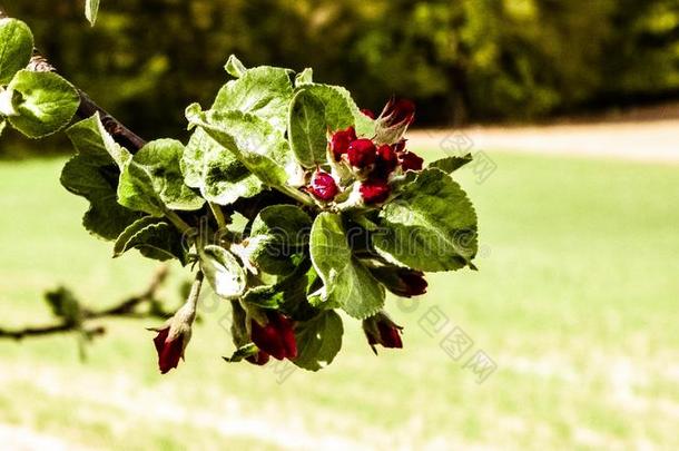 关在上面关于红色的,野生的苹果树花.开花树s-瓦基