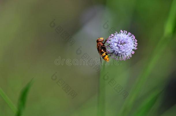 欧洲的大黄蜂黄蜂牌小型摩托车螃蟹黄蜂向紫色的圆形的花