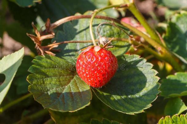 小的草莓成熟采用一veget一bleg一rden