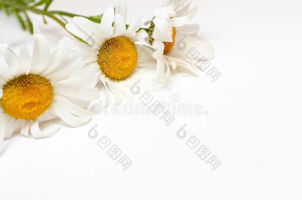 美丽的甘菊雏菊花,医学的草本植物向白色的后面