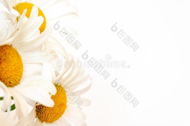 美丽的甘菊雏菊花,医学的草本植物向白色的后面