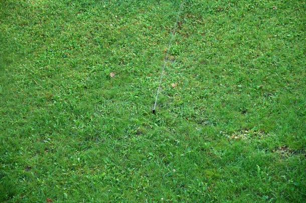 洒水器喷雾新鲜的湿的水向葱翠的绿色的院子草地草