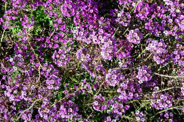紫色的甜的十字花科的一年生植物采用指已提到的人花园,<strong>半边</strong>莲属玛丽蒂玛