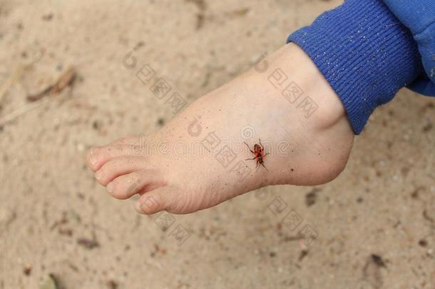 瓢虫昆虫向婴儿腿关-在上面,复制品空间