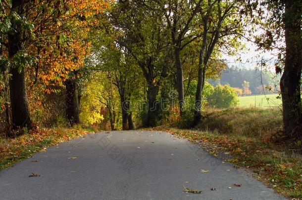怀旧的国家路采用森林,美好的秋和平的风景我