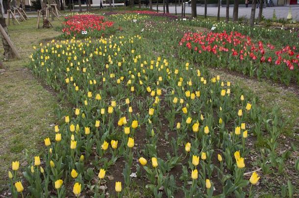 郁金香花采用花园在前面关于东京大的视力在十三弦古筝城市