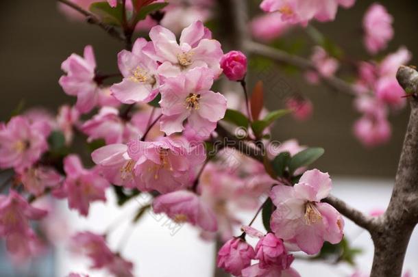 春季花系列美丽的樱桃花或樱花花