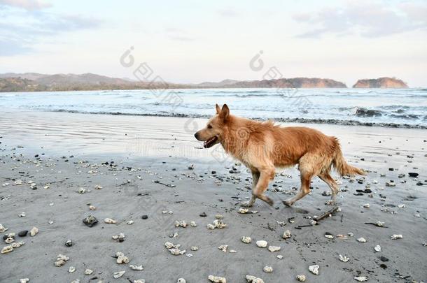 狗向指已提到的人海滩采用翼果尼科亚肋反向免疫细胞粘着中央的ame反向免疫细胞粘着