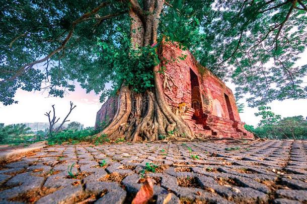寄生物树在W在人名伊萨普拉姆公众的庙采用昂松