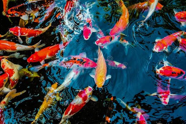 富有色彩的锦鲤鱼