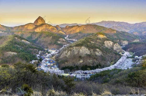 樱桃花节日和黎明在显微镜下聚集指数山,南方韩国