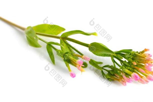百<strong>金花</strong>属植物或矢车菊花隔离的向白色的背景