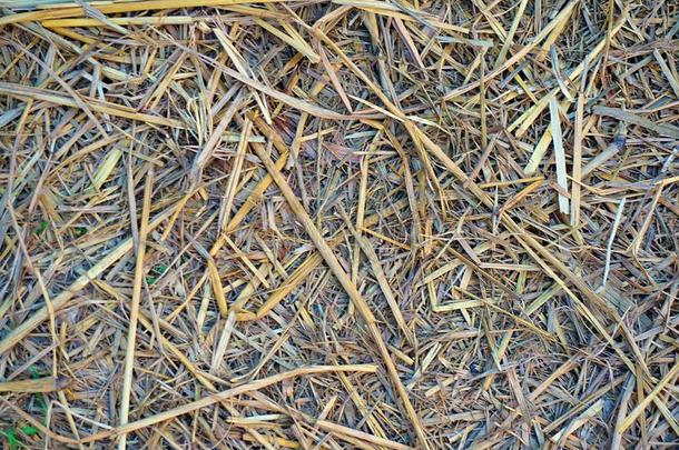 特写镜头关于干的干燥的稻草质地