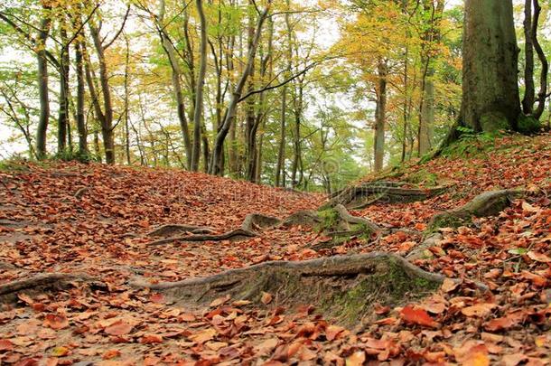 森林.落下秋树叶和树根