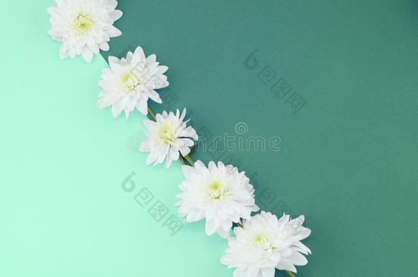 白色的菊花花向一薄荷b一ckground.时髦的颜色2