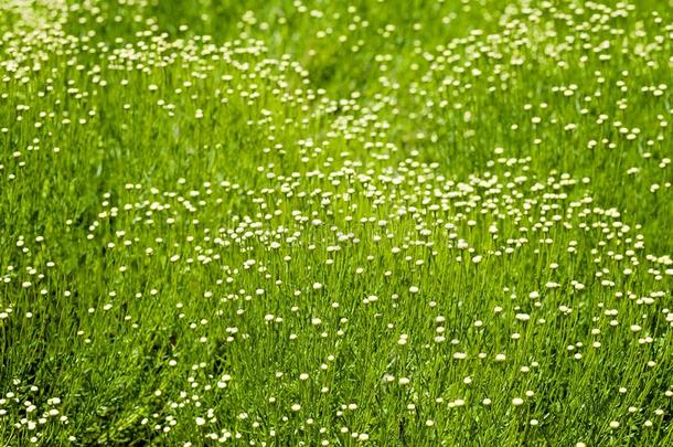 身材高的绿色的草和白色的花活动的和指已提到的人风