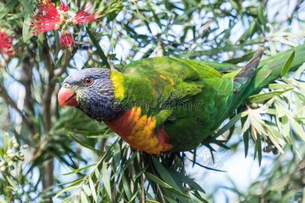 彩虹青绿色小鹦鹉采用澳大利亚