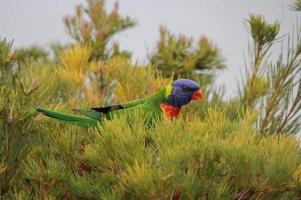 彩虹青绿色小鹦鹉采用澳大利亚