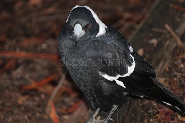 澳大拉西亚人鸦科的鸟类包括乌鸦-指已提到的人喜鹊
