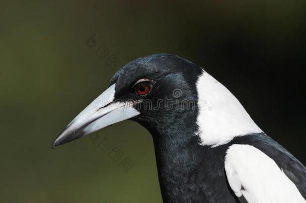 澳大拉西亚人鸦科的鸟类包括乌鸦-指已提到的人喜鹊