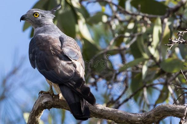 和平的巴扎有顶饰的鸟关于被捕食的动物采用澳大利亚