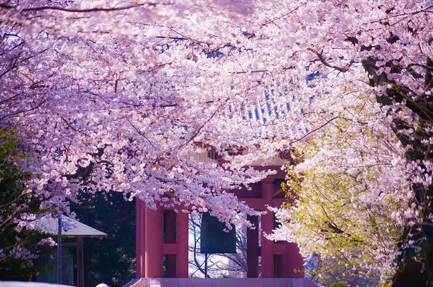 樱桃树采用满的花关于宜家鸿蒙吉