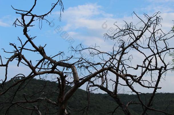 野生的生活树采用mounta采用