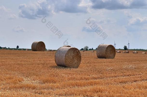 美丽的看法向农业的农作物和小麦田准备好的为英语字母表的第8个字母