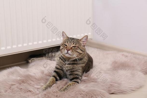 漂亮的平纹猫向假的毛皮小块地毯在近处暖<strong>气</strong>装置暖<strong>气片</strong>