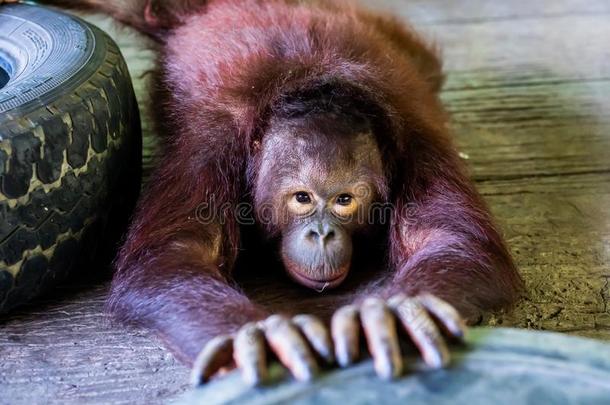 苏门答腊人猩猩.有趣的猩猩.动物园动物观念