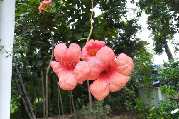 下雨的季节花绿色的粉红色的月风