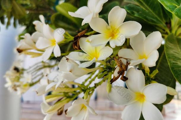 热带的花鸡蛋花梅花.鸡蛋花花是一英语字母表的第2个字母