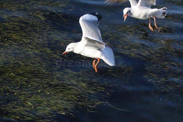一飞行的海鸥采用厄海湖