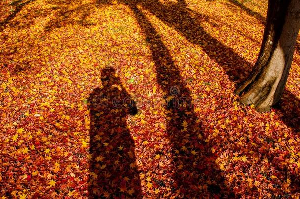 红色的黄色的秋枫树树叶大量的地面和人阴影