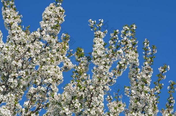 樱桃花树和花ing白色的花和清楚的蓝色