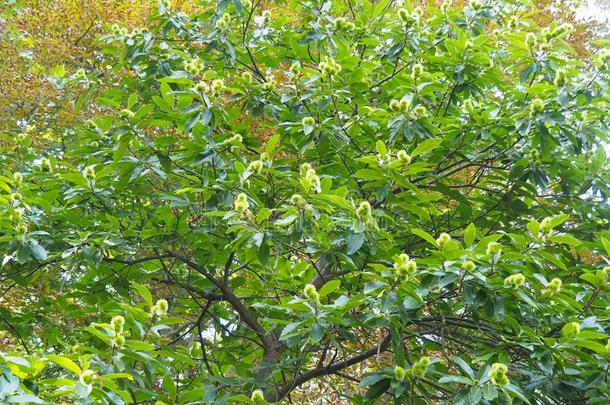 齿栗叶漂白亚麻纤维卷野生的栗子树和栗子和绿色的人名