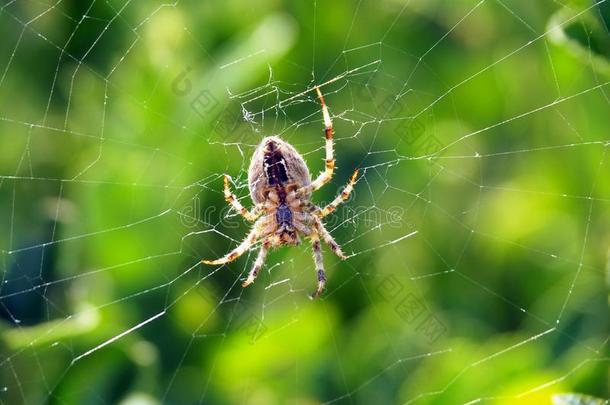 大大地蜘蛛采用一蜘蛛web采用指已提到的人太阳dur采用g夏季
